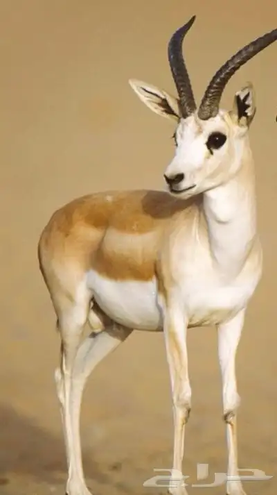 صندوق نقل حيوانات 0