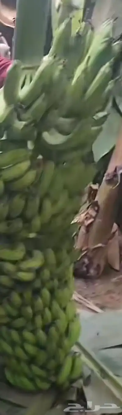 شتلات موز امريكي جراند 0