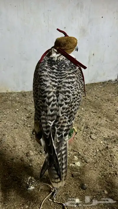 تبع جير حر شيهانه وكري 2