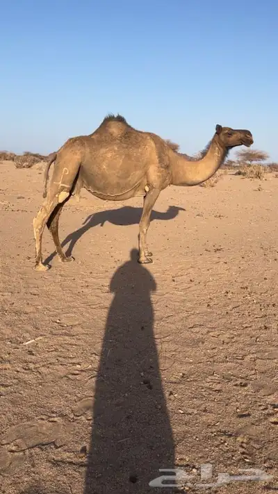 لقحه 0