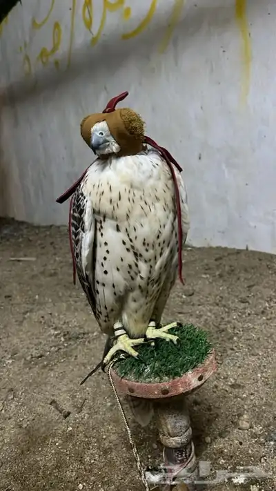 تبع جير حر شيهانه وكري 1