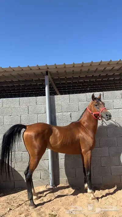 حصان شعبي 0