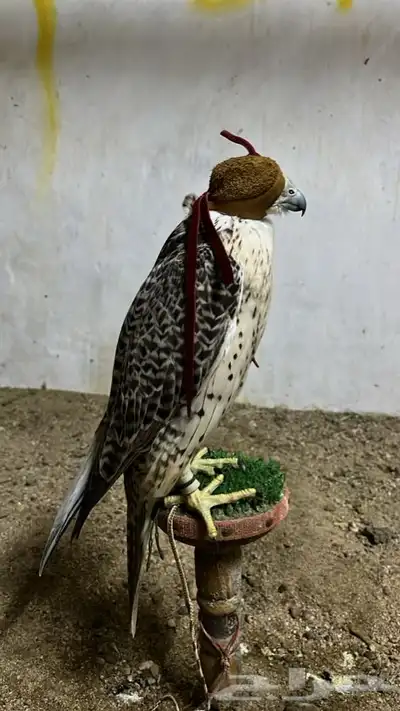 تبع جير حر شيهانه وكري 0