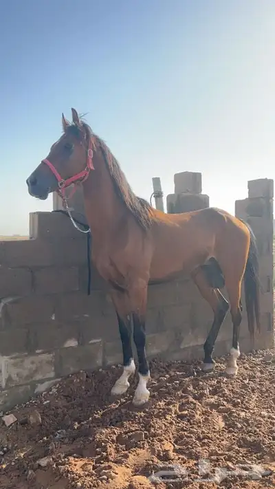 حصان شعبي 1