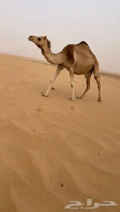 عمانيه على سياف الخيارين 0