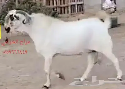 فحل بيشي فاخر ومنتج 2