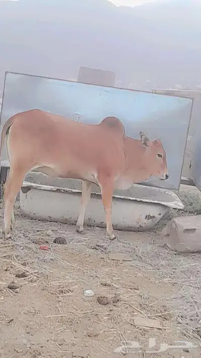 حسيله امن اصل بقر مد وطول وحليب 3