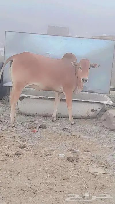 حسيله امن اصل بقر مد وطول وحليب 2