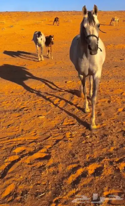 افراس للبيع 0
