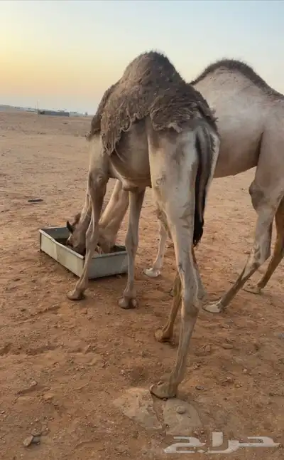 قعود للبيع 0