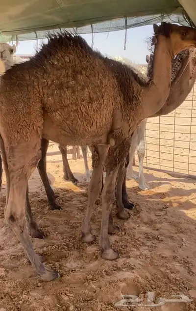 للبيع قعود طيب وتحت امه 0