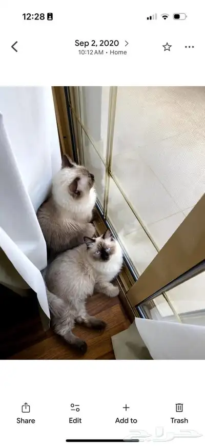 تم التبني الحمدلله 0