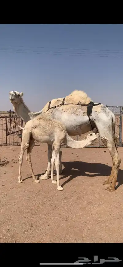 لبيع خلفه وضحى معها قعود هديه وحليبها وافر 1
