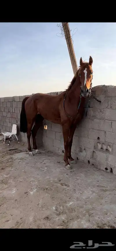 خيال شعبي 3