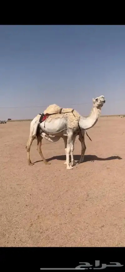 لبيع خلفه وضحى معها قعود هديه وحليبها وافر 4
