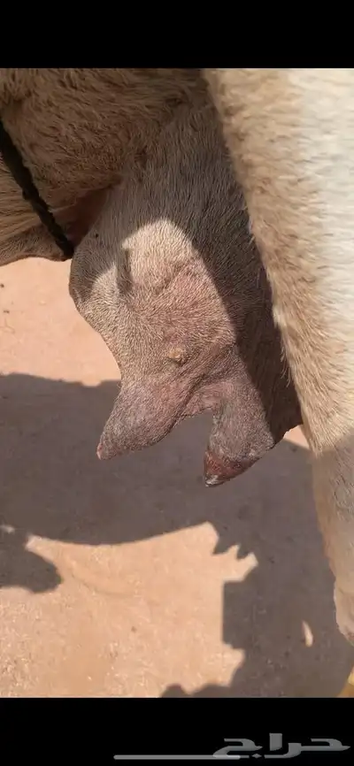 لبيع خلفه وضحى معها قعود هديه وحليبها وافر 0