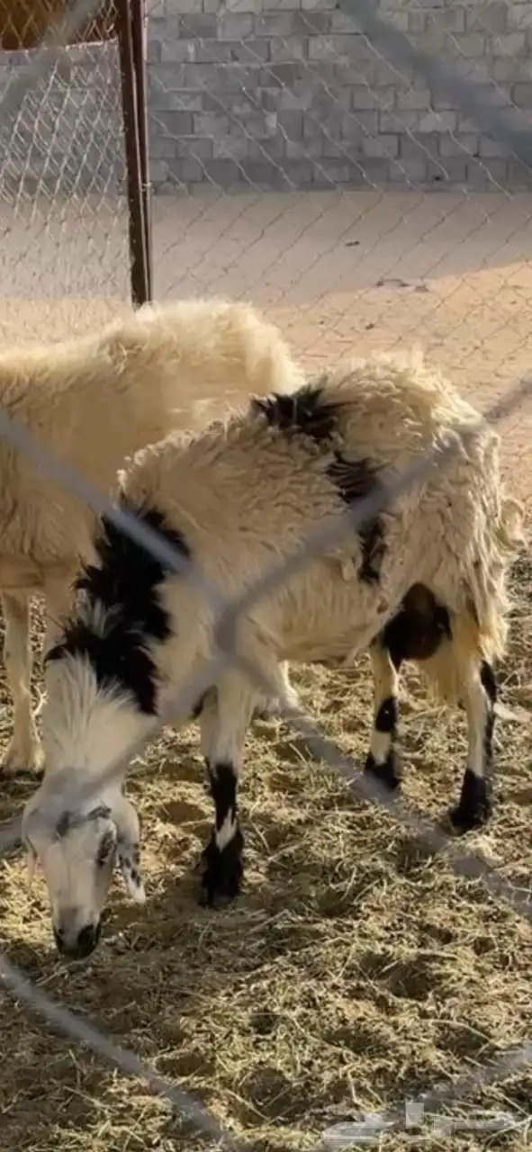 نعجه دافع 0