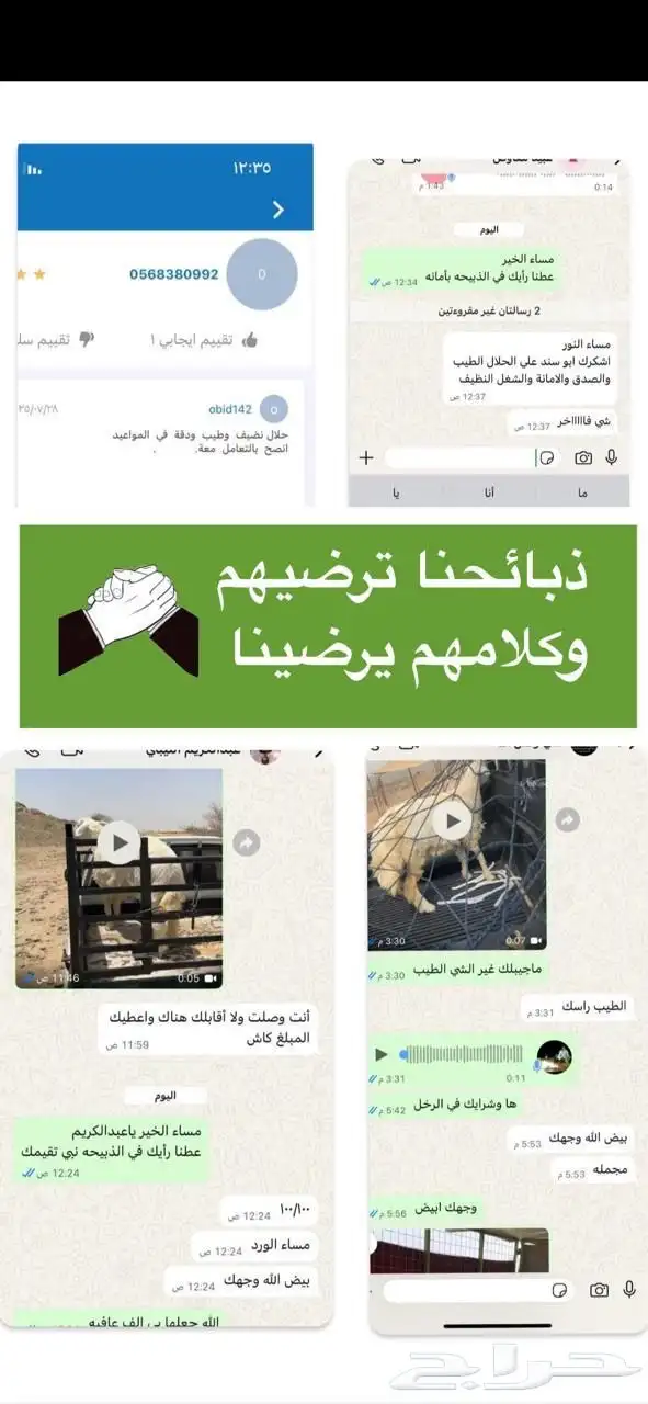 طليان طيبه وفل شحم مشاءالله 5
