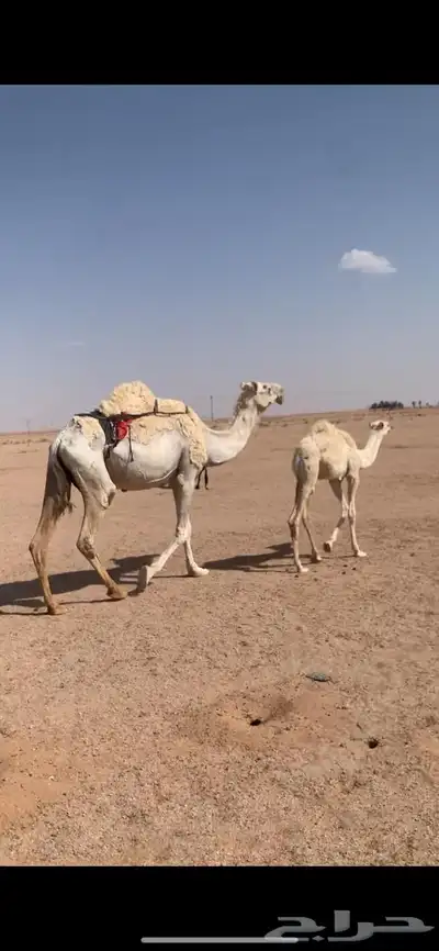 لبيع خلفه وضحى معها قعود هديه وحليبها وافر 6