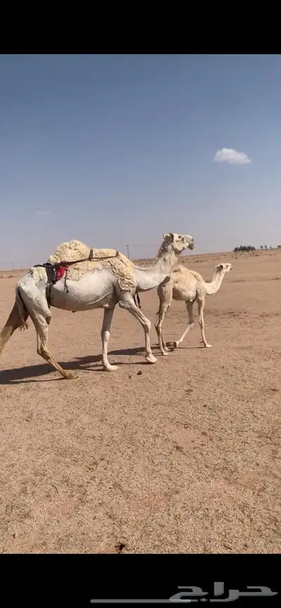 لبيع خلفه وضحى معها قعود هديه وحليبها وافر 7