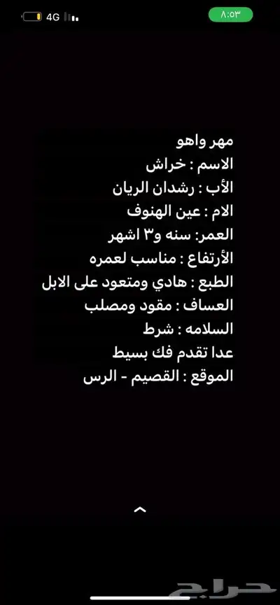 مهر خيل واهو للبيع 3