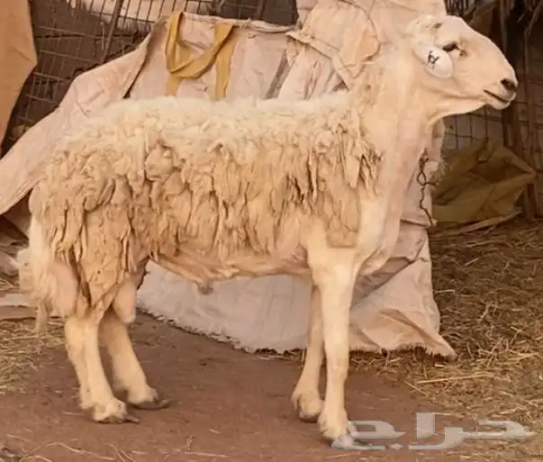 فحل حري مشروط 2