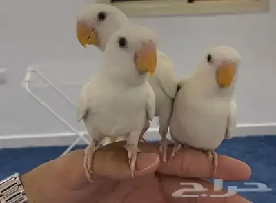 روز اليف هدد 0
