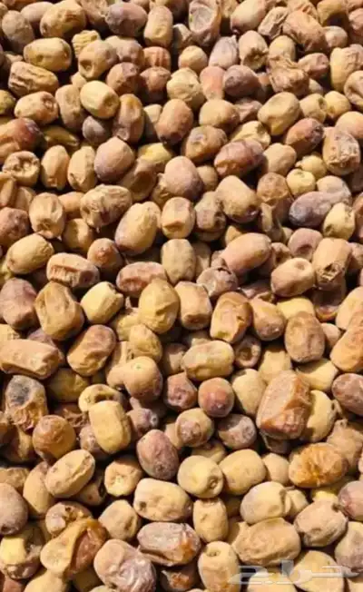 تمر علف نضيف مشالله درجه أوله 3