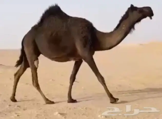 مجهم لقحه طيبه جدا وسليمه العذاريب 1