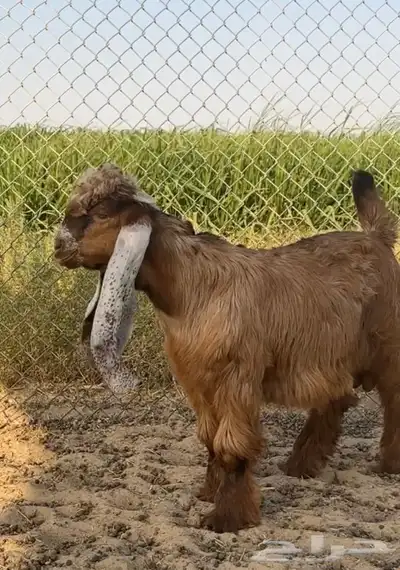 مشروع فحل عارضي 0