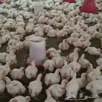 دجاج لاحم العمر 30 يوم مذبوح وجاهز 0
