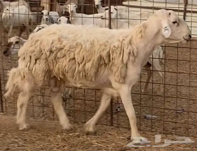 فحل حري مشروط 1