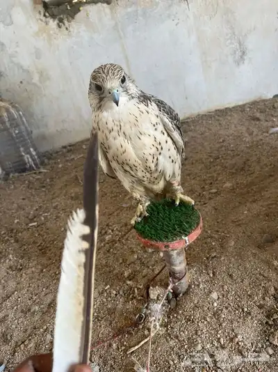 تبع جير حر شيهانه وكري 3