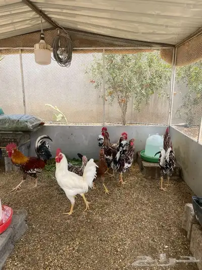 للبيع ديكة ودجاج شرط أذان ضرب وحضن 0
