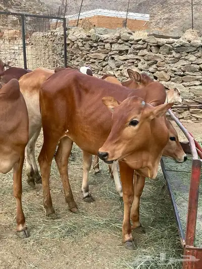 بقر 3
