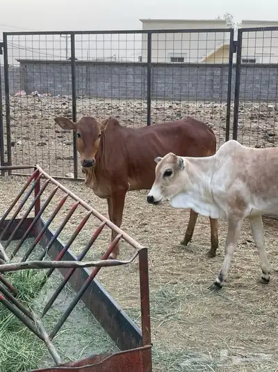 بقر 1