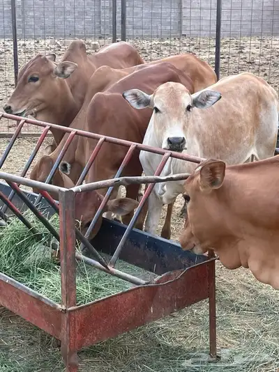 بقر 7