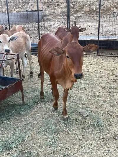 بقر 6