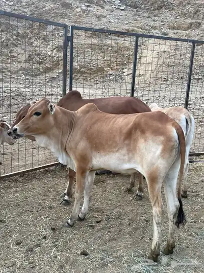 بقر 9