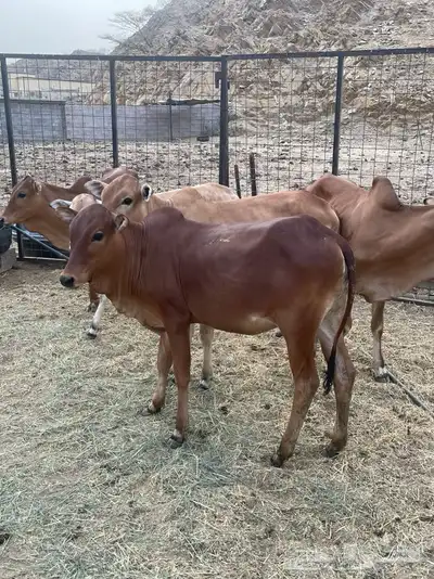 بقر 2