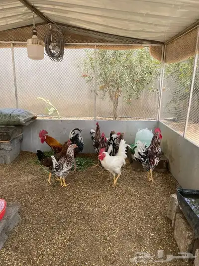 للبيع ديكة ودجاج شرط أذان ضرب وحضن 1