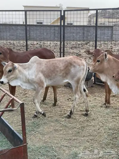 بقر 4