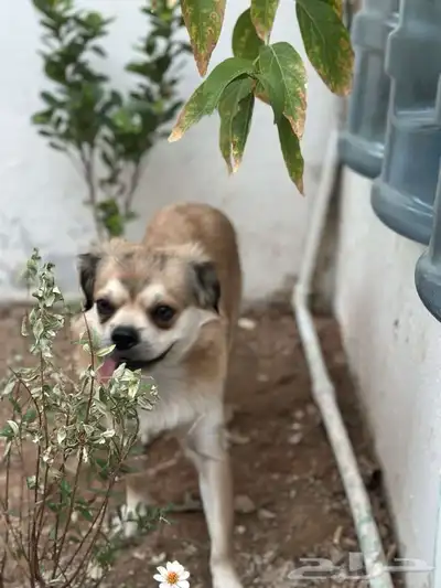 للتبني كلب مع جوازه ماخذ 3 تطعيمات لعوب ذكي يتعلم بسرعه 2