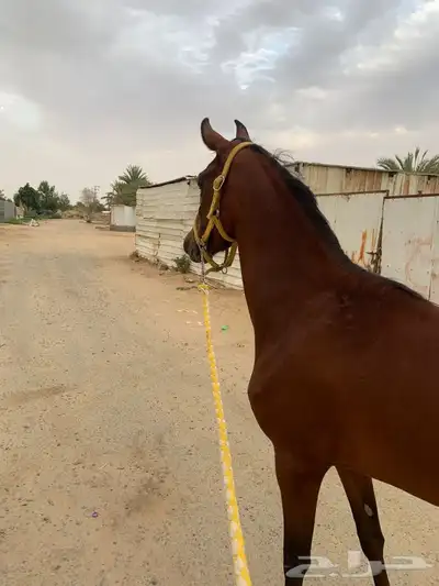 فرس شعبيه للبيع 1