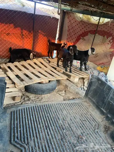 تيوس   للبيع 2