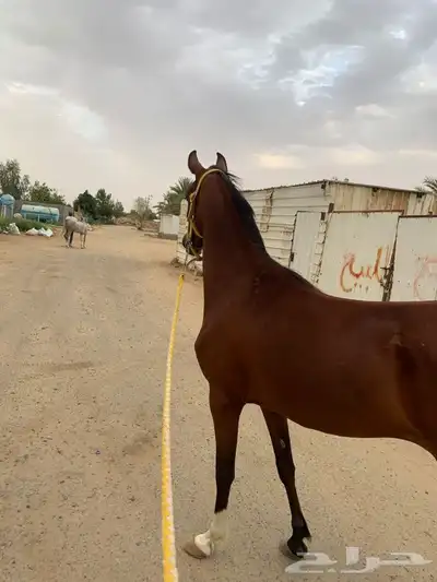 فرس شعبيه للبيع 2