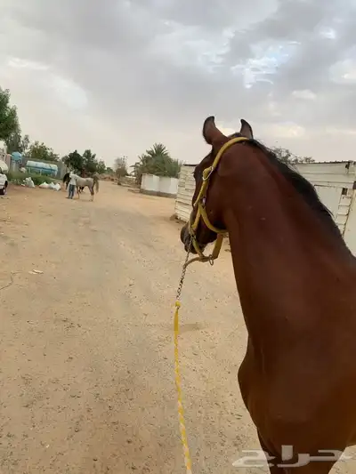 فرس شعبيه للبيع 3