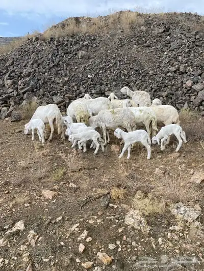 10 ضان حرش عليها 10 0