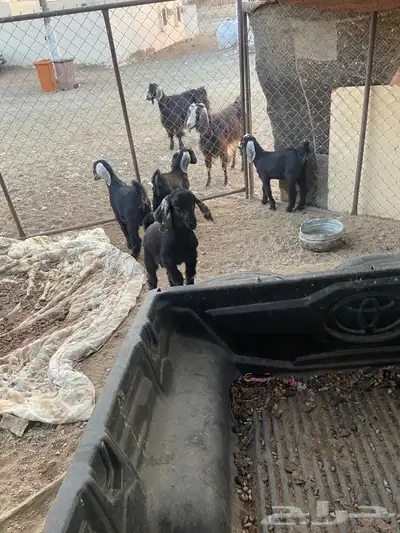 تيوس   للبيع 4
