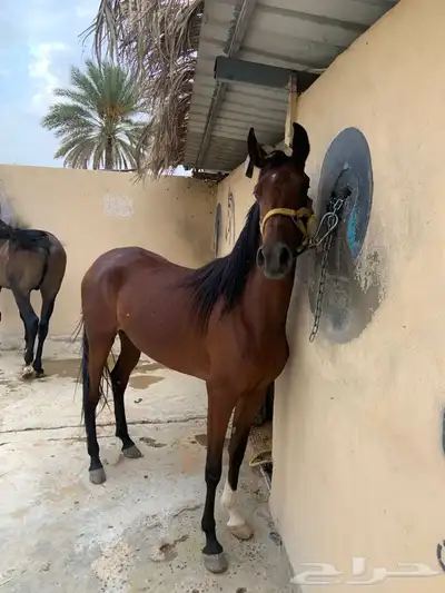 فرس شعبيه للبيع 4